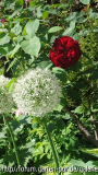 L. D. Braithwite mit Allium
