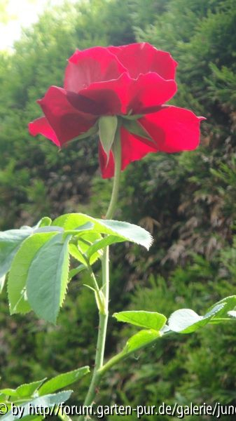 L.D. Bratihwite Blüte