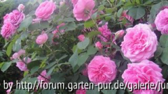 Gertrude Jekyll in voller Blüte