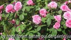 G. J. in voller Blüte2