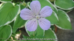 Geranium Sämling2