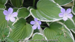 Geranium Sämling1