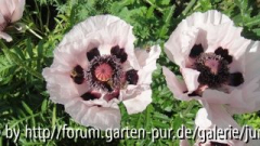 Royal Wedding mit Bienen