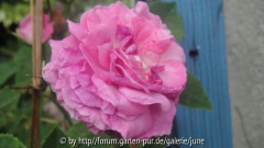 Reine des Violettes4