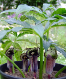 Arisaema kiushianum