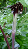 Arisaema triphyllum