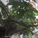 taube in wisteria