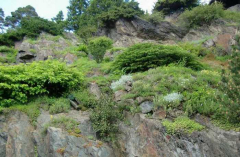 Alpinum