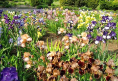 Irisgarten