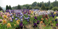 Irisgarten