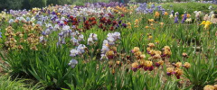 Irisgarten