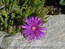 Steingarten-Blüte