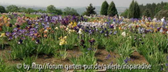 Irisgarten
