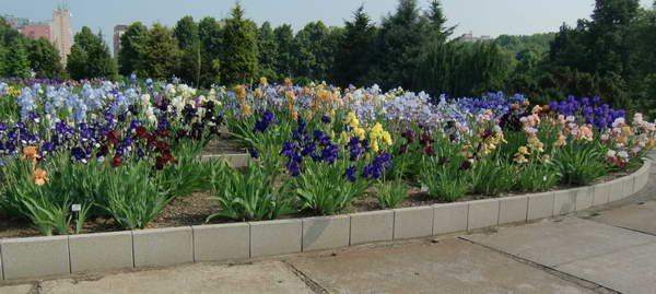 Irisgarten