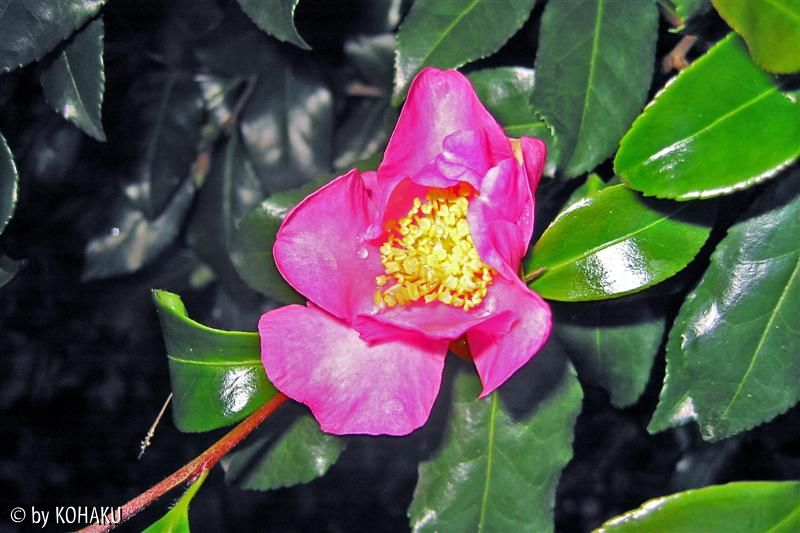 camelia sasanqua