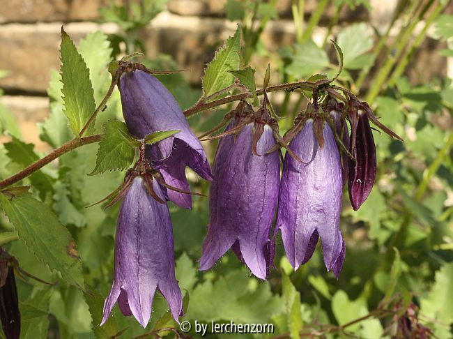 Campanula-Hybride Sarastro