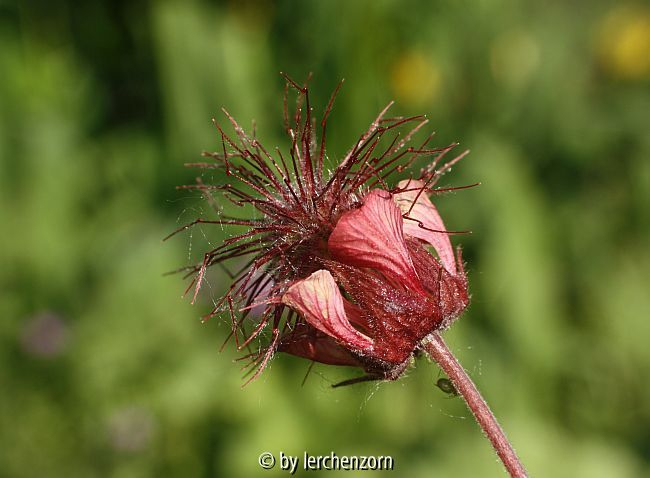 Bachnelkenwurz (Geum rivale), Fruchtbildung