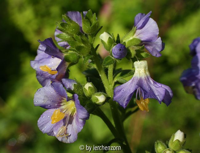 Nordische Himmelsleiter (Polemonium boreale HEAVENLY HABIT)