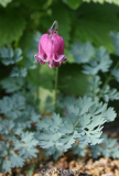 Herzblume (Dicentra Hybr. KING OF HEARTS)
