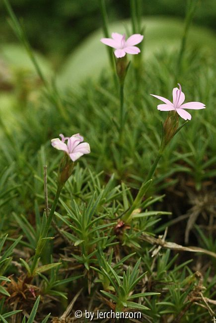 Igel-Nelke (Dianthus erinaceus)