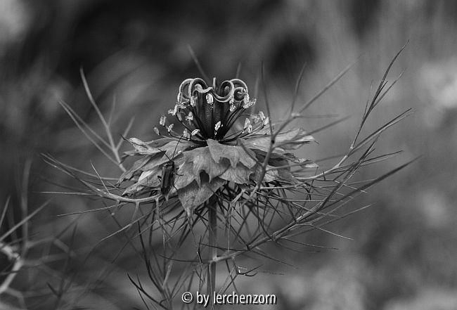 Jungfer im Grünen (Nigella damascena)