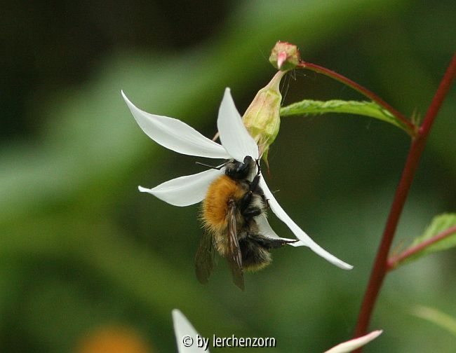 Dreiblattspiere (Gillenia trifoliata)