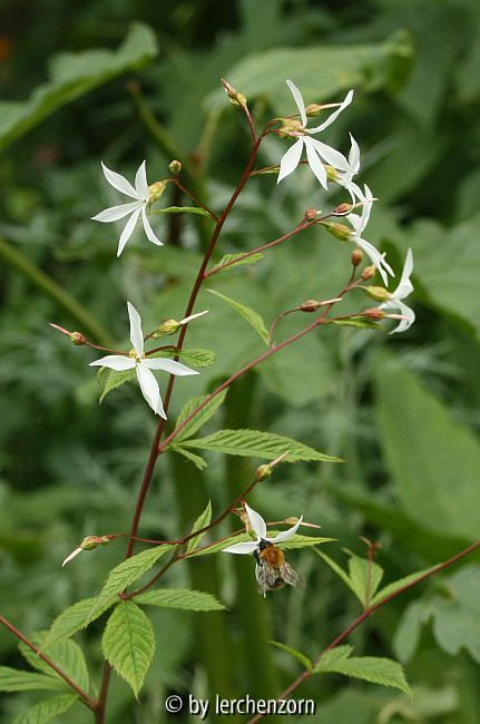 Dreiblattspiere (Gillenia trifoliata)