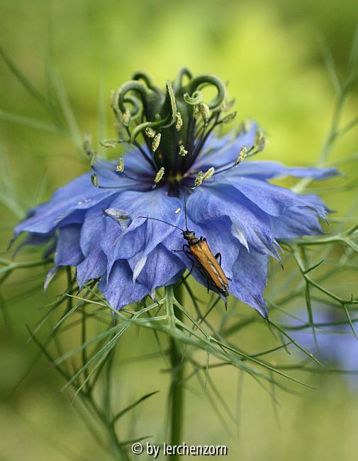 Jungfer im Grünen (Nigella damascena) mit Pollenräuber (Schmalbock)
