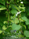Schisandra-Menispermum_14-06-10