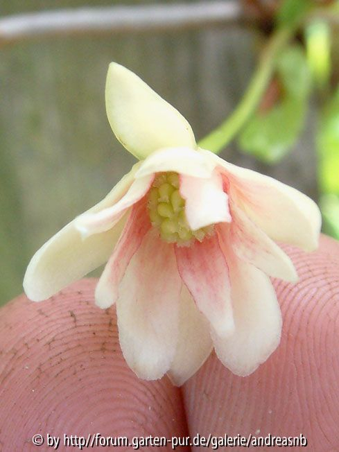 Schisandra_nah_29-05-10