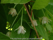Schisandra_29-05-10