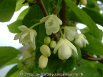 Schisandra_20-05-10