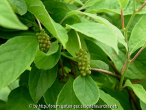 Schisandra_14-06-10