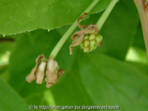 Schisandra_06-06-10