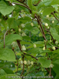 Schisandra-2_20-05-10
