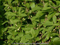 Schisandra-1_16-05-10