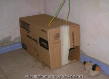 Hamster überlegt