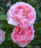 Constance Spry