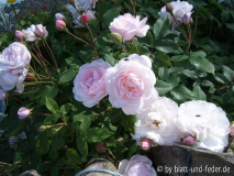 Blush Noisette