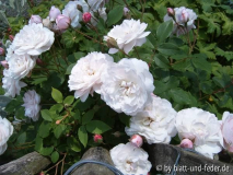 Blush Noisette verblühend