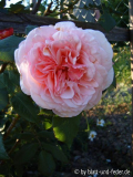 Shropshire Lad erste 2010