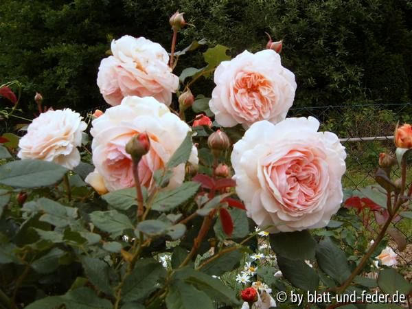 Shropshire Lad 2010