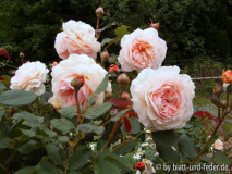 Shropshire Lad 2010