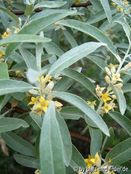 Elaeagnus angustifolia