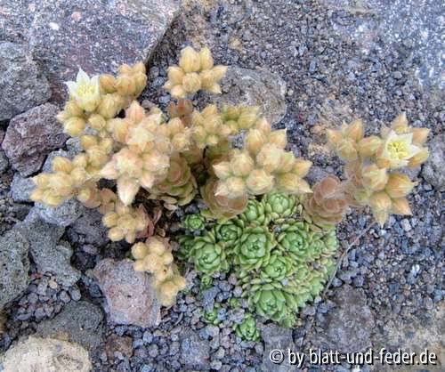 Rosularia sedoides