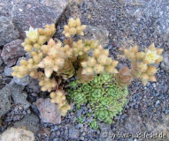 Rosularia sedoides