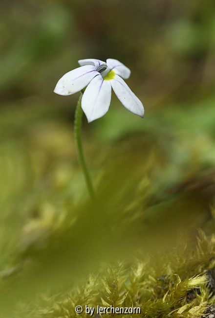 Pratia pedunculata (Isotoma fluviatilis hort.)