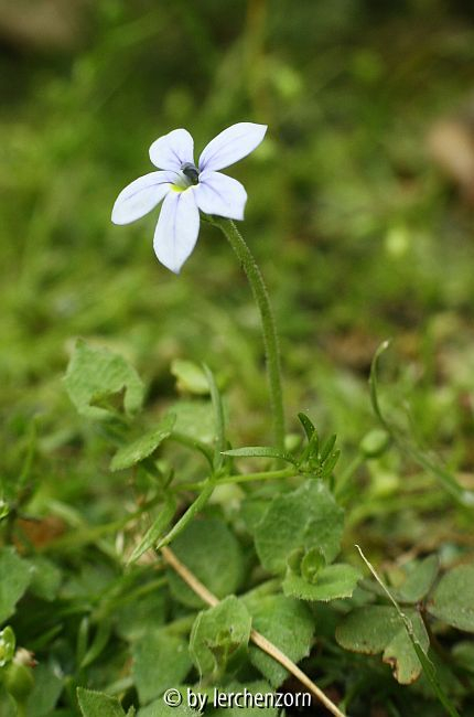 Pratia pedunculata (Isotoma fluviatilis hort.)