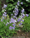 Campanula rigidipila