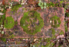monogrammziegel nach einem nassen sommer